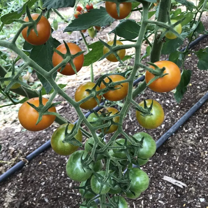 Orange Tomato Cherry