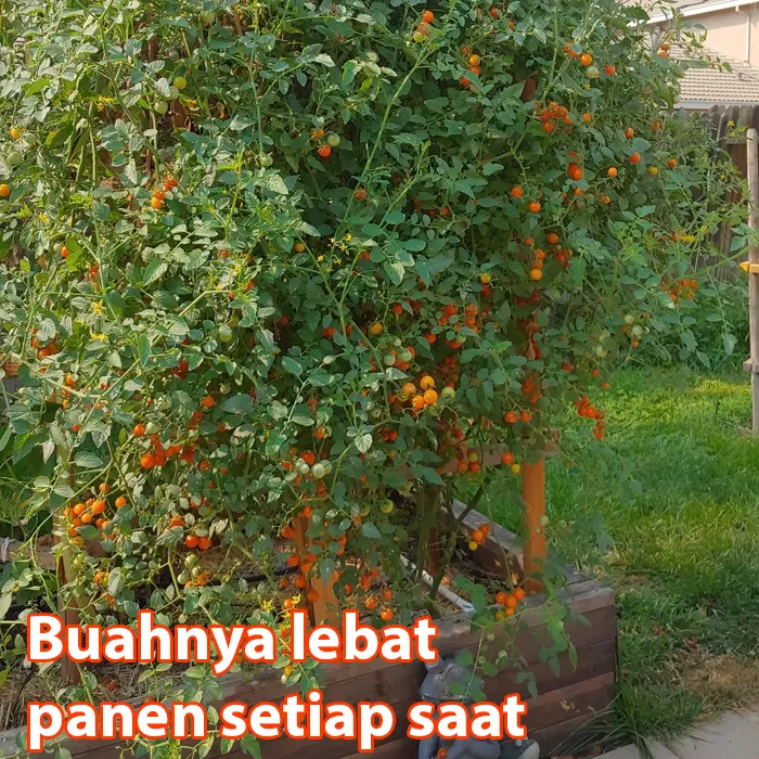 Orange Tomato Cherry3