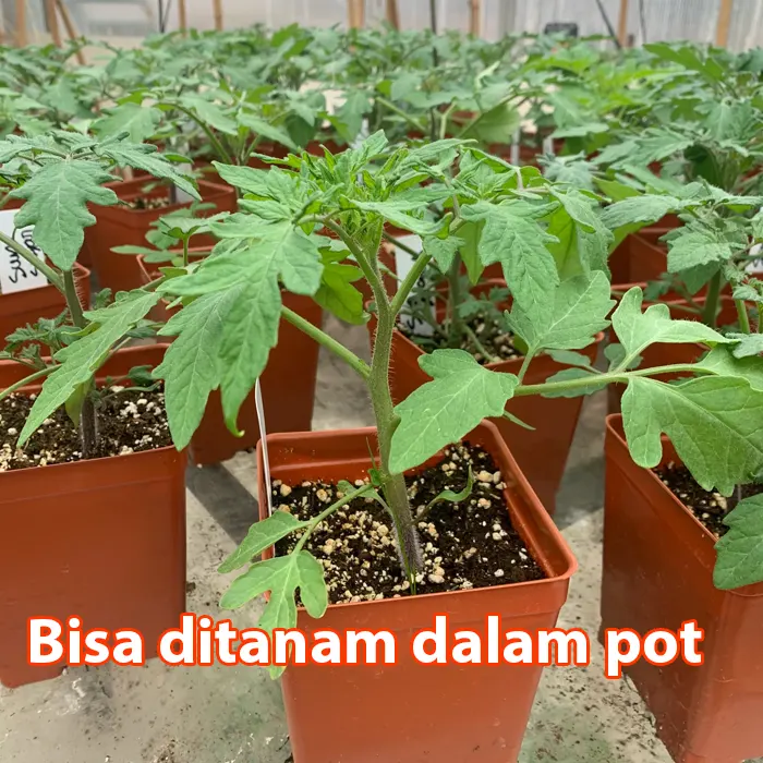 Orange Tomato Cherry4
