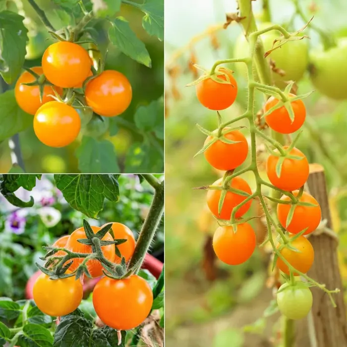 Orange Tomato Cherry7