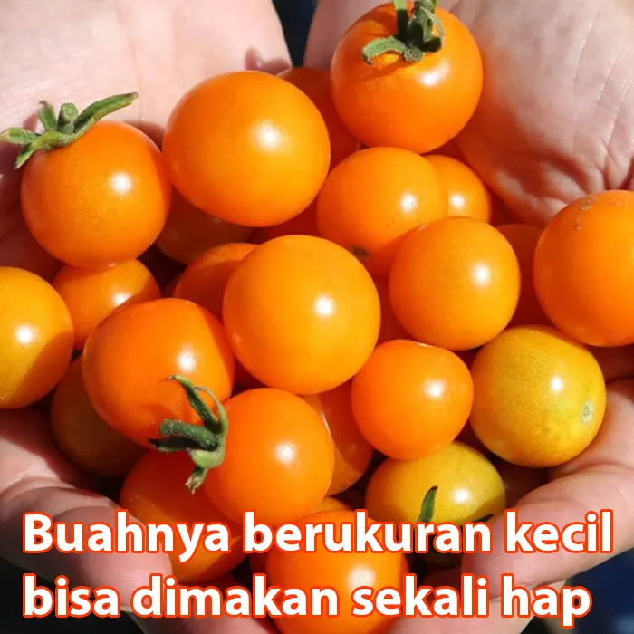 Orange Tomato Cherry8