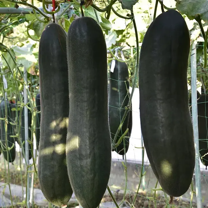 Melon hitam3