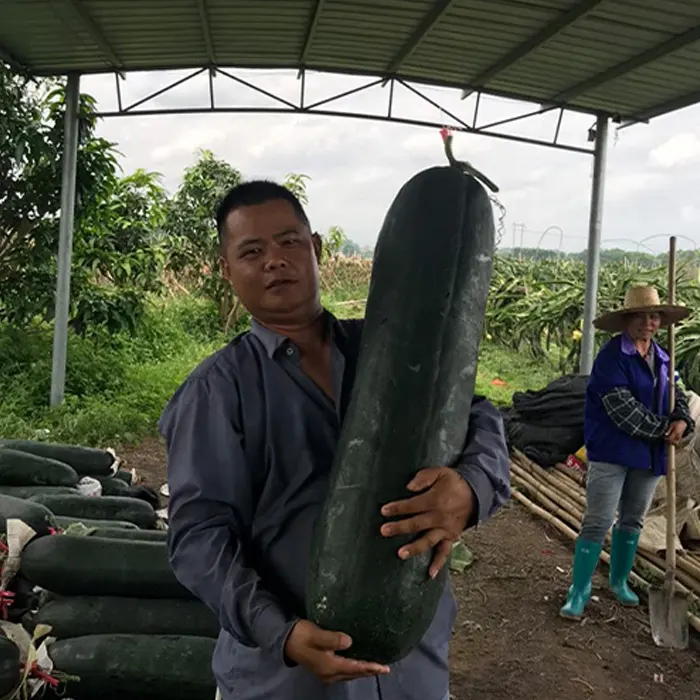 Melon hitam5