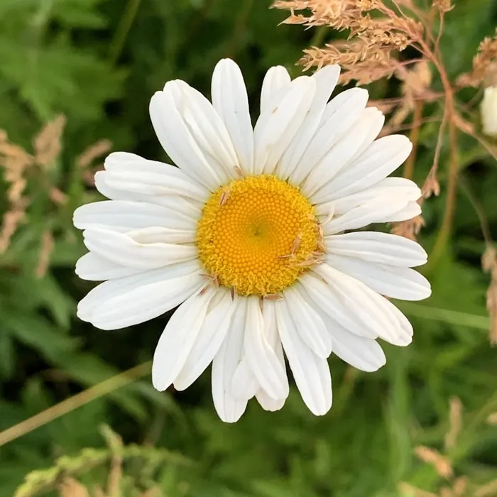 daisy white2