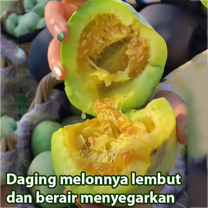 melon susu