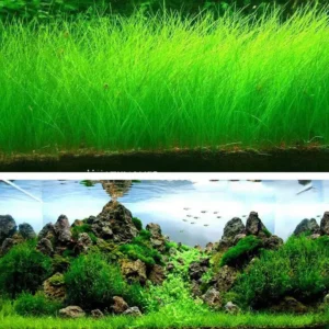 rumput-aquarium.webp