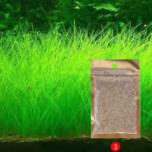 rumput-aquarium2.webp
