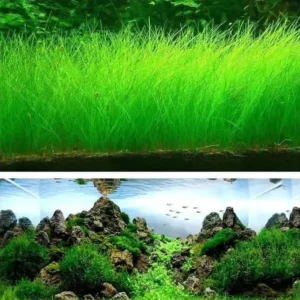 rumput-aquarium3.webp