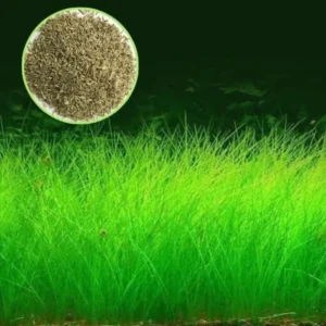 rumput-aquarium4.webp
