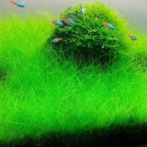rumput-aquarium5.webp