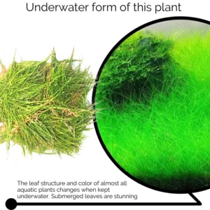 rumput-aquarium6.webp