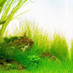 rumput-aquarium7.webp