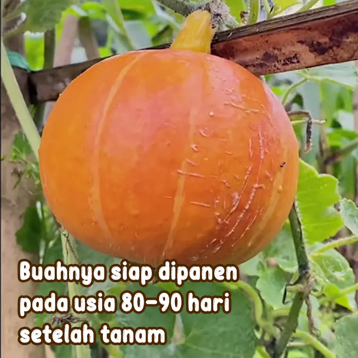 Labu kabocha2