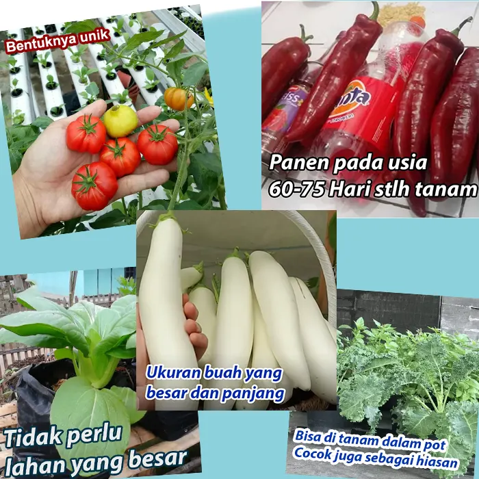 benih sayur tropis