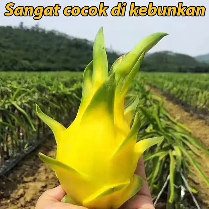 buah naga