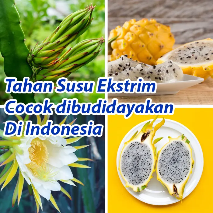 buah naga2