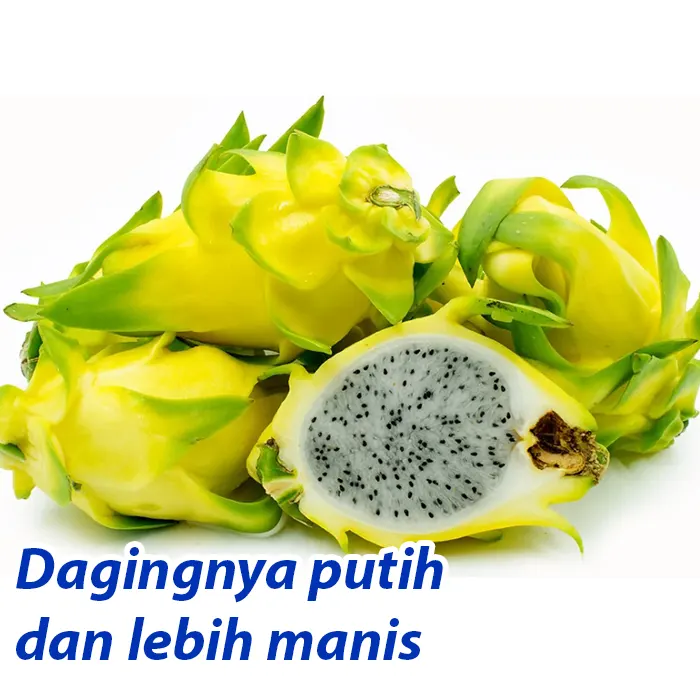 buah naga3