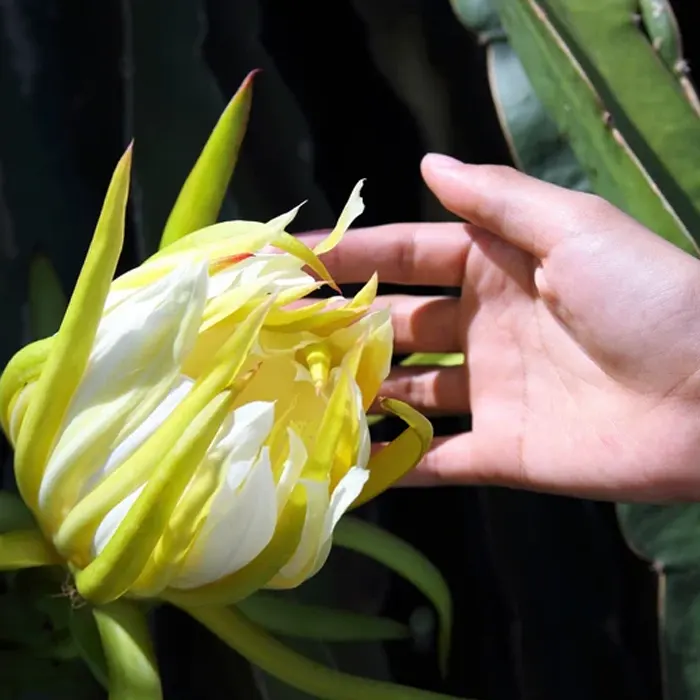 buah naga5