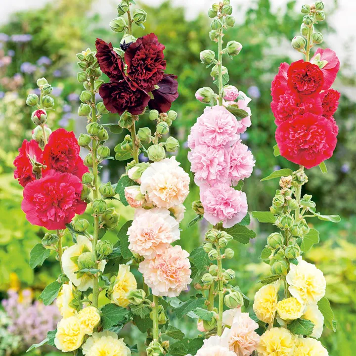 hollyhock (6)