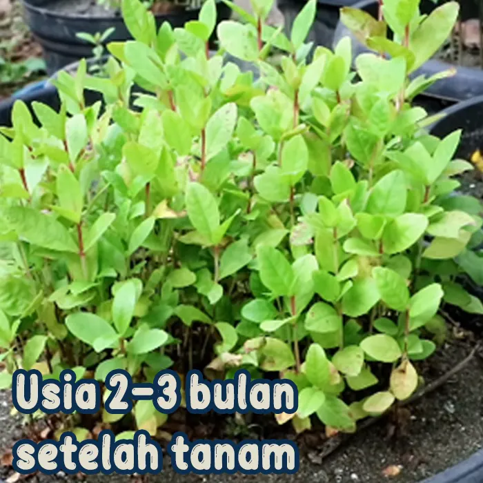jambu merah
