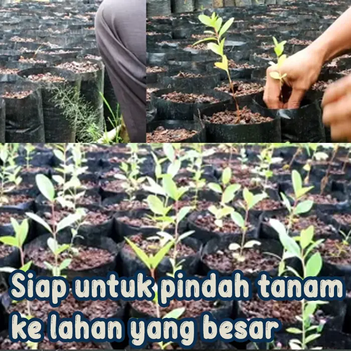 jambu merah2