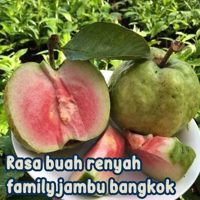 jambu merah4