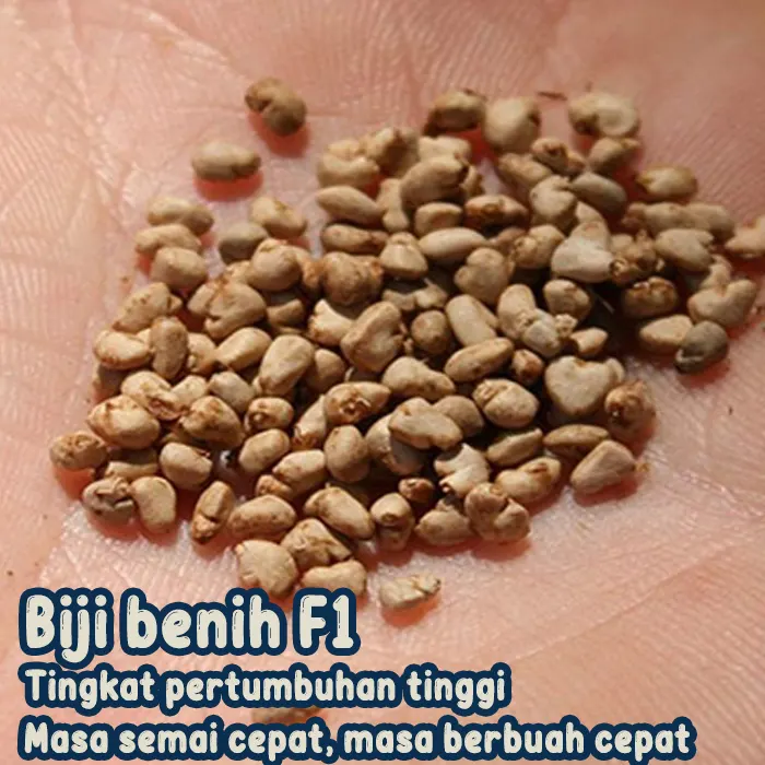 jambu merah5