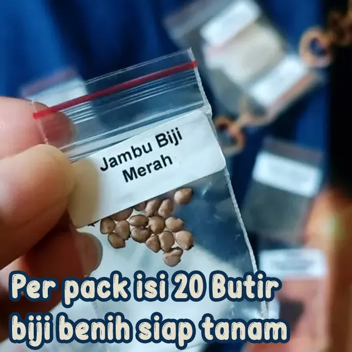 jambu merah7