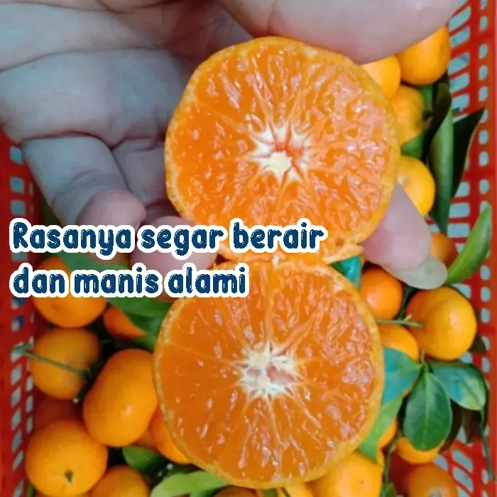 jeruk (7)