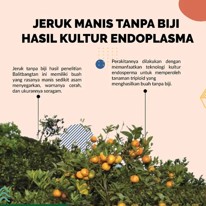 jeruk (8)