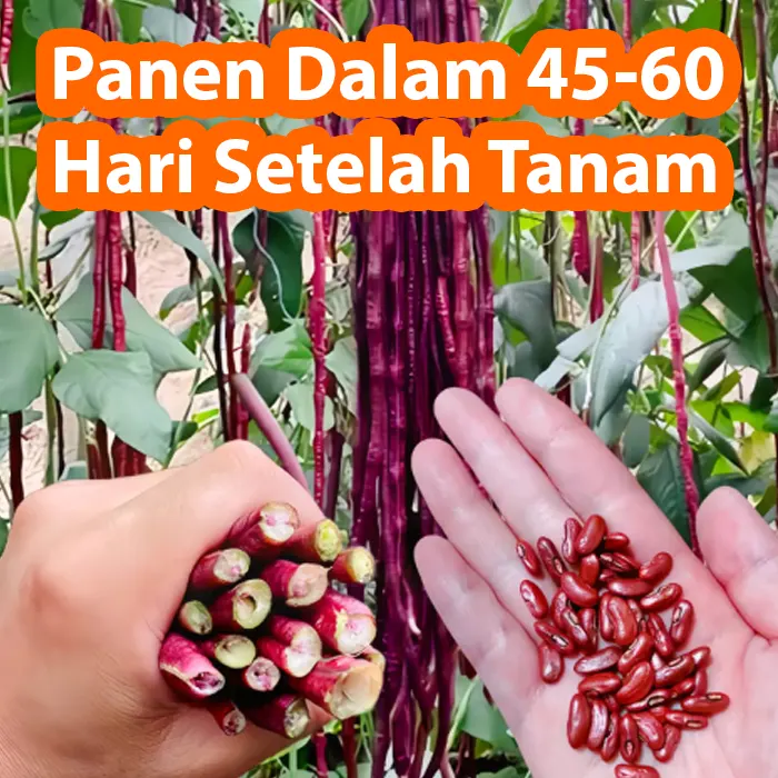 kacang ungu