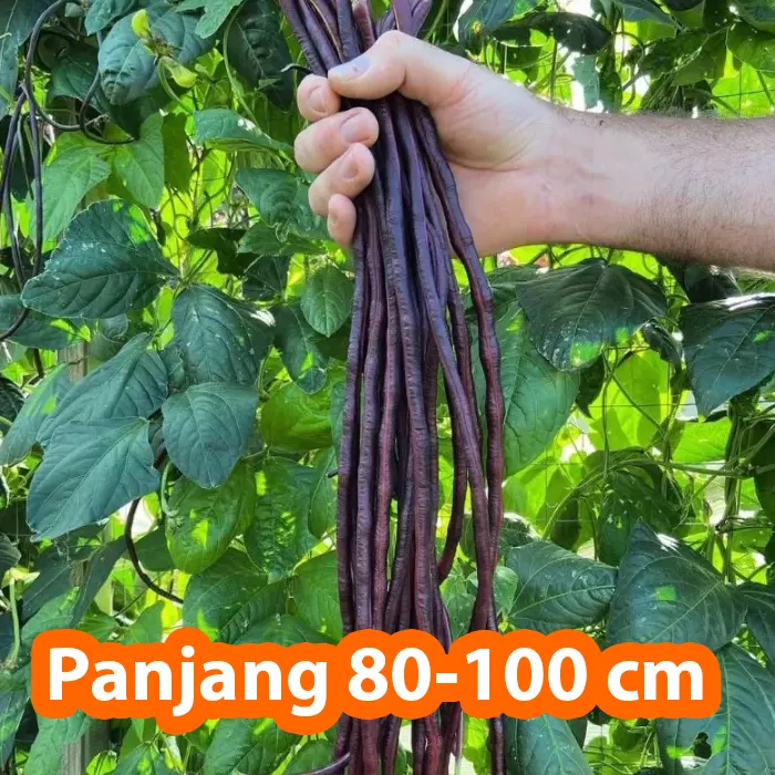 kacang ungu2