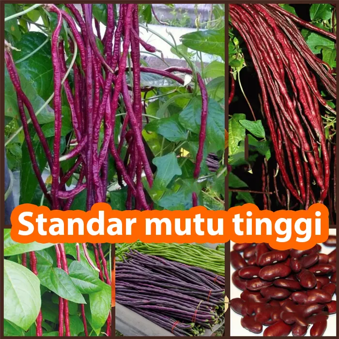 kacang ungu3
