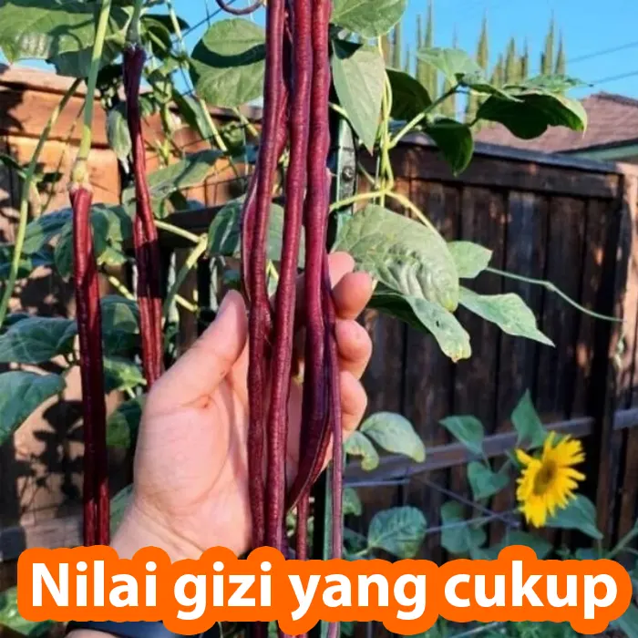 kacang ungu4