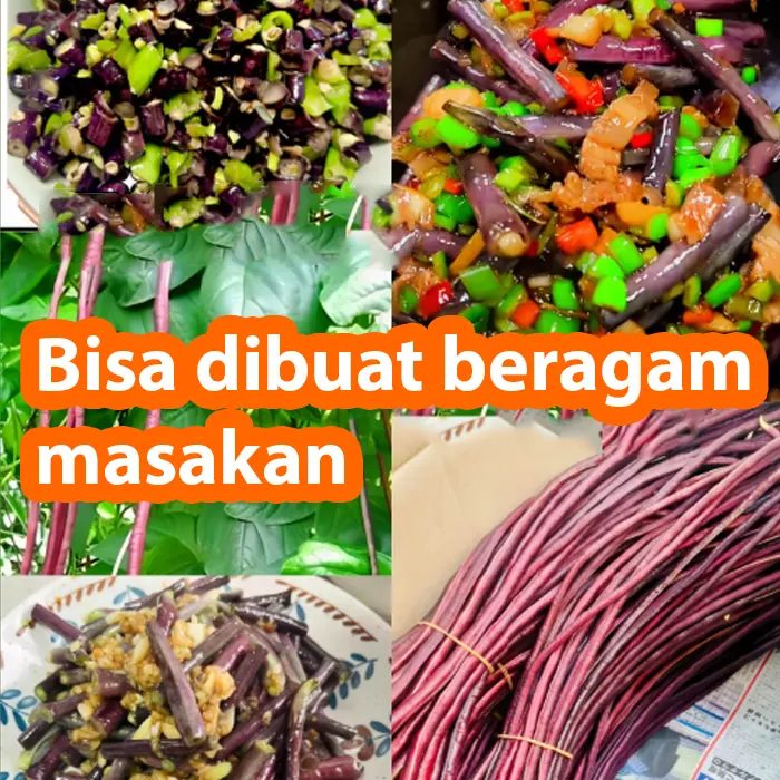 kacang ungu5