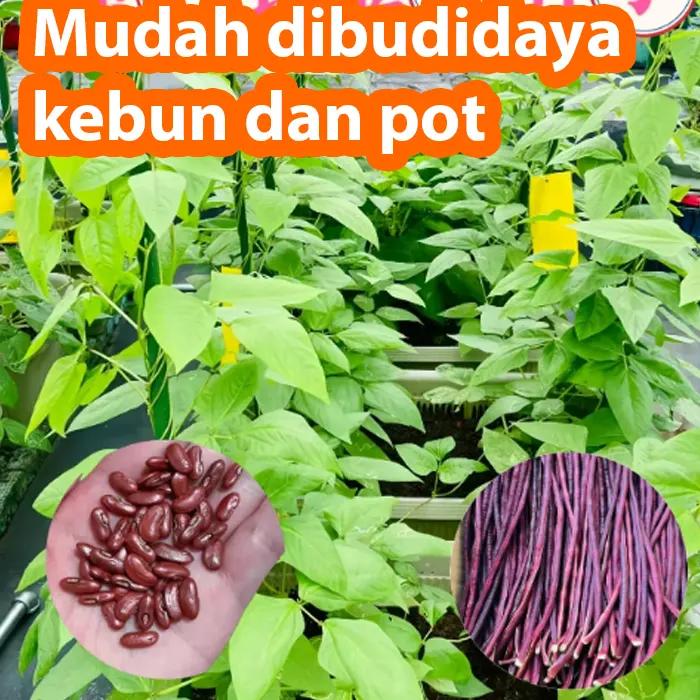 kacang ungu6