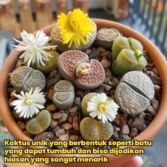 kaktus batu