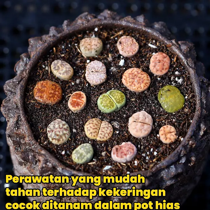 kaktus batu2