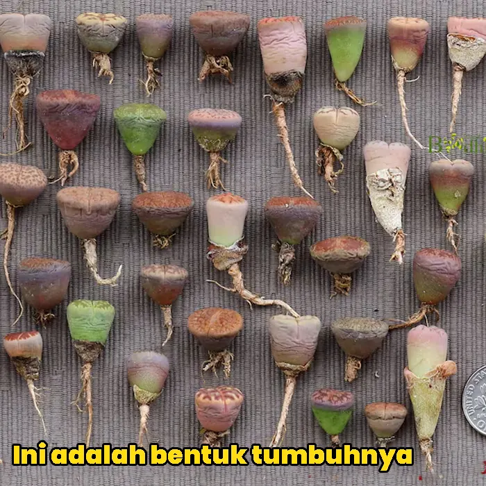 kaktus batu3