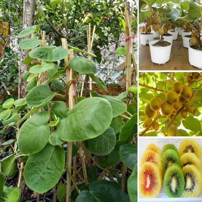 kiwi9