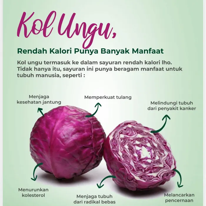kubis ungu2
