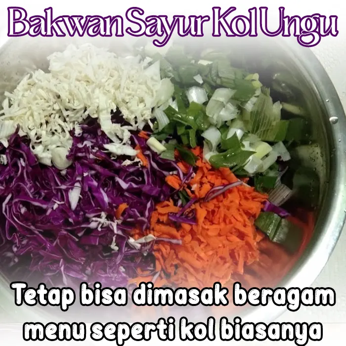 kubis ungu4