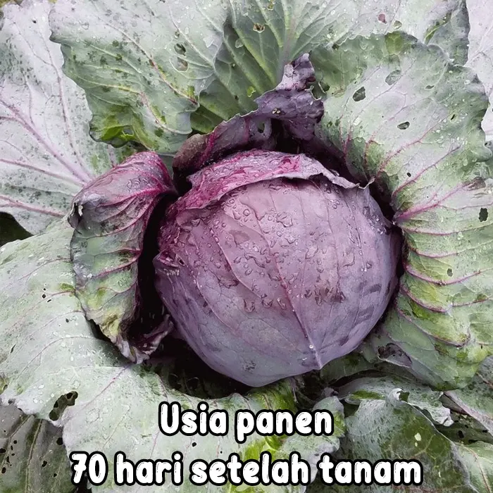 kubis ungu5