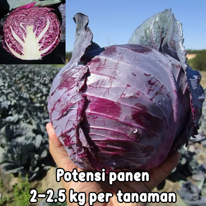 kubis ungu6