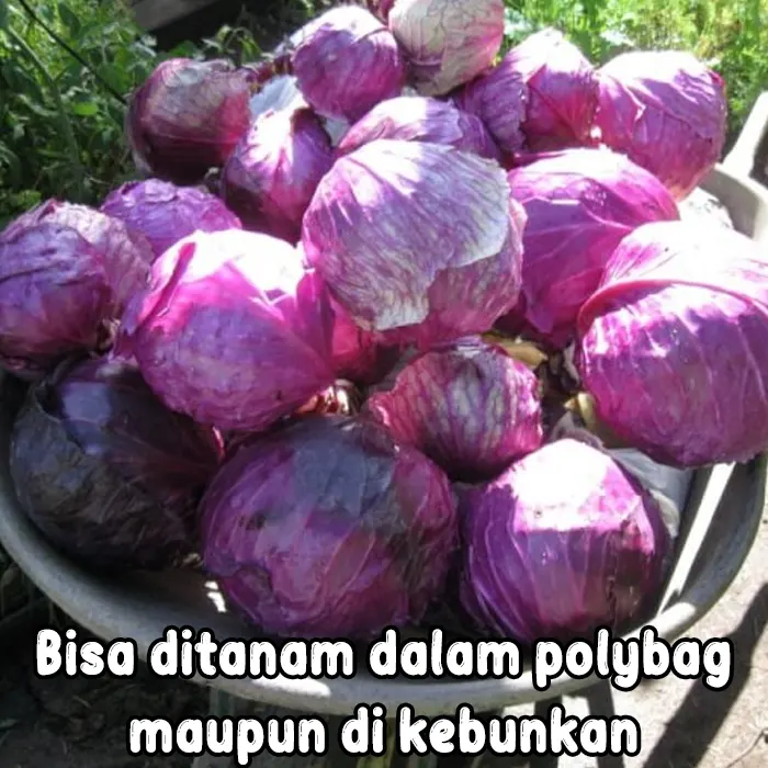 kubis ungu7