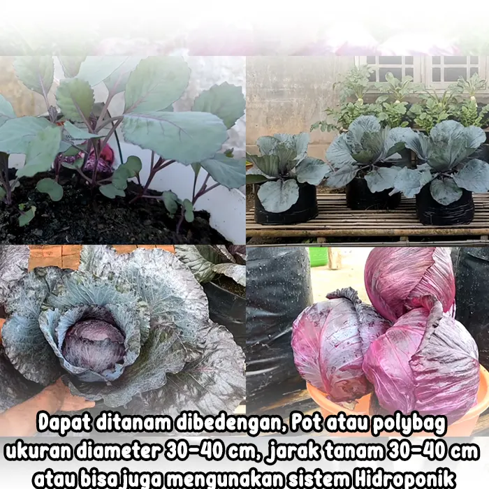 kubis ungu8