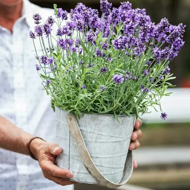 lavender2