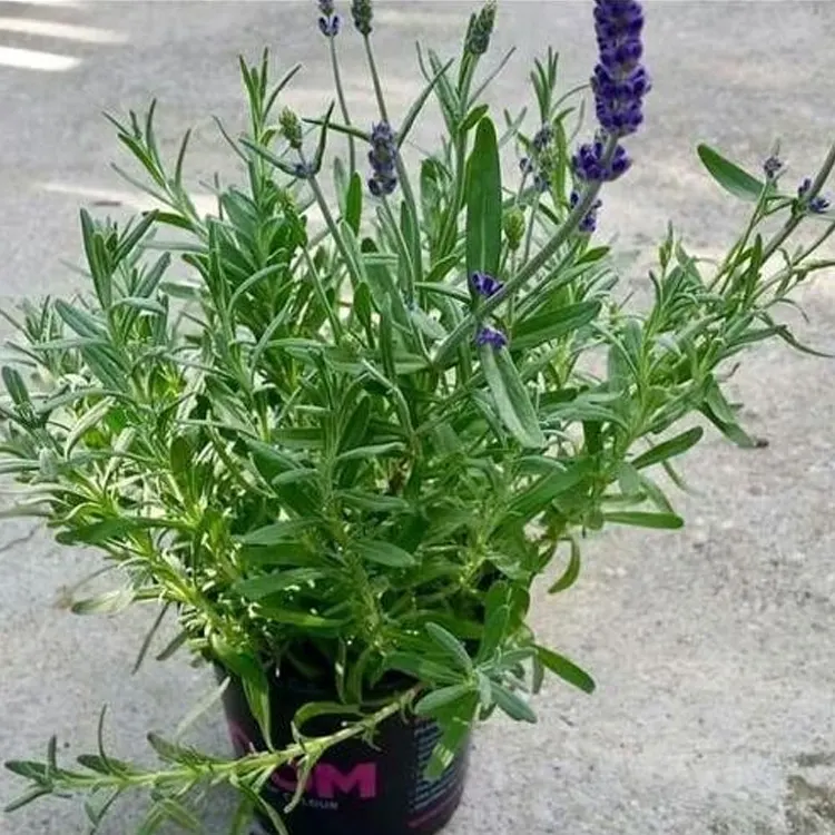 lavender3