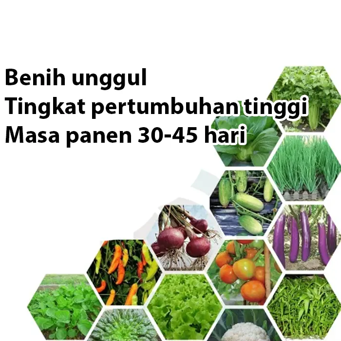 paket sayu5