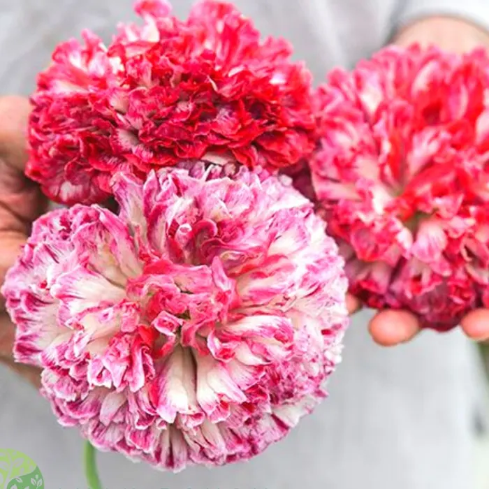 poppy4